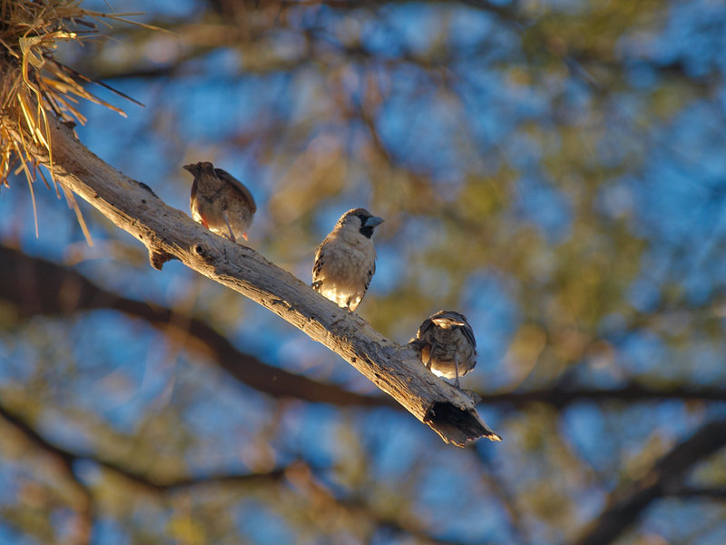 Etosha National Park, Okaukuejo, Weaver
        bird